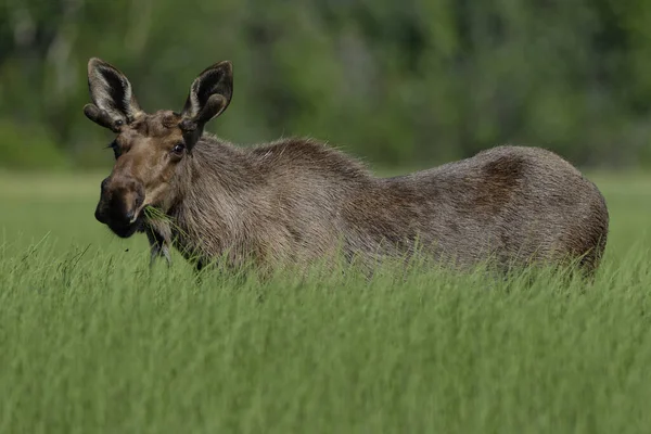 Giovane Toro Alce Yukon Alaska Piedi Erba Alta Mangiare Mcquesten — Foto Stock