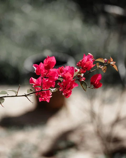 一朵粉红色的野花在垂直方向生长 — 图库照片