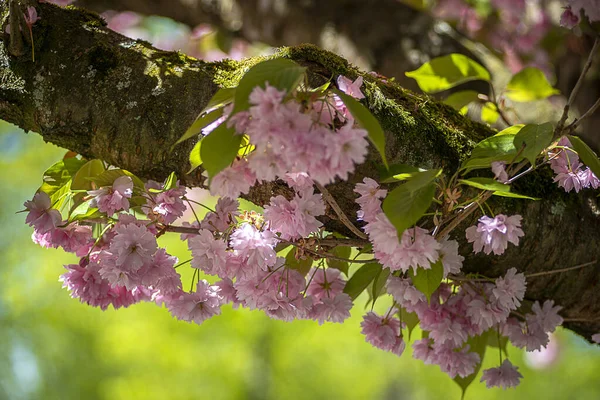 Plano Superficial Flores Cerezo Jardín Día Soleado Con Fondo Borroso — Foto de Stock