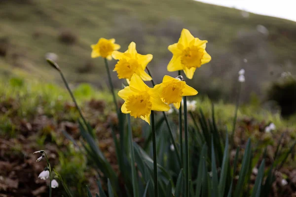 Closeup Shot Beautiful Yellow Daffodils Growing Field — Stock Photo, Image