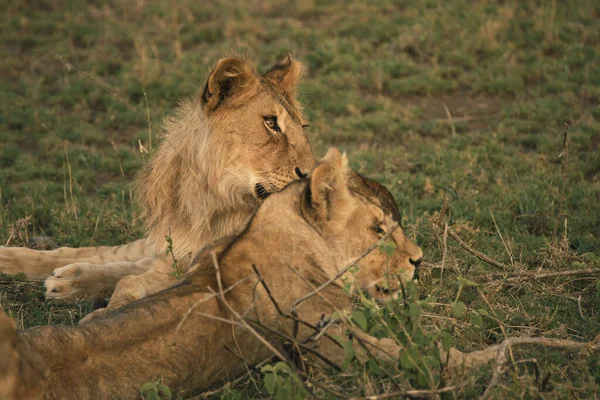 Duas Leoas Deitadas Grama Olhando Redor Safari Parque Nacional Serengeti — Fotografia de Stock