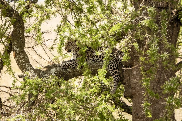 Ein Schöner Leopard Auf Einem Baum Der Safari Serengeti Nationalpark — Stockfoto
