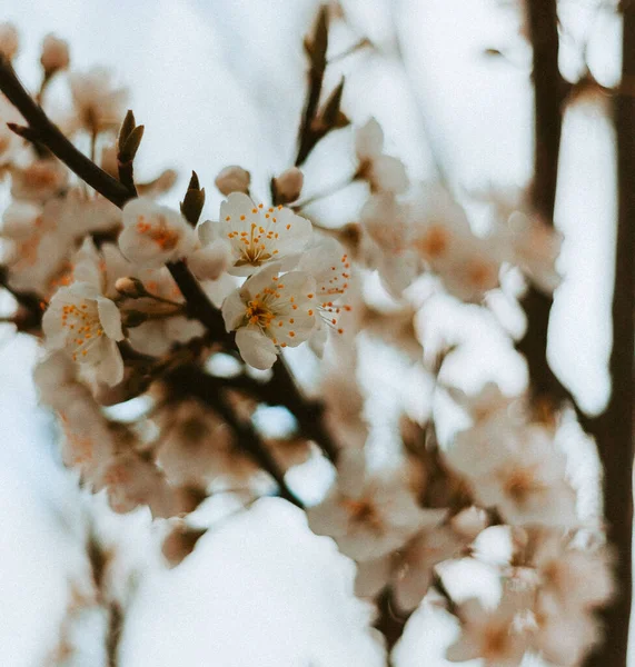 Branch Cherry Blossom Spring — ストック写真