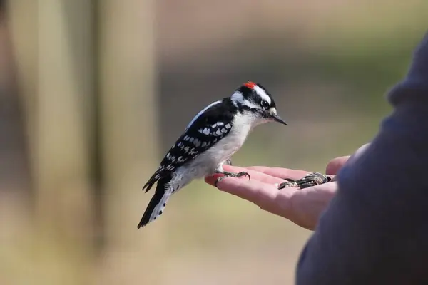Seletivo Uma Mão Com Sementes Alimentando Pássaro — Fotografia de Stock
