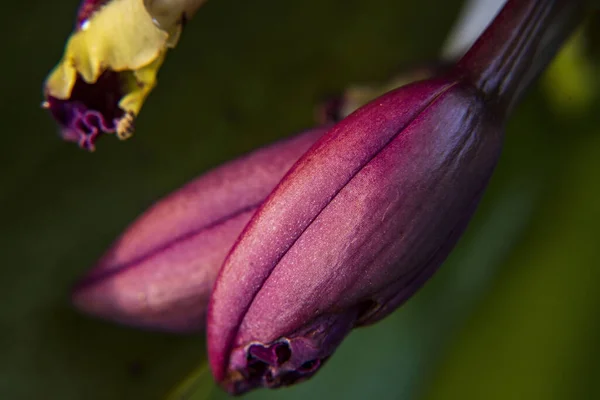 Egy Közelkép Vörös Cattleya Virágról — Stock Fotó