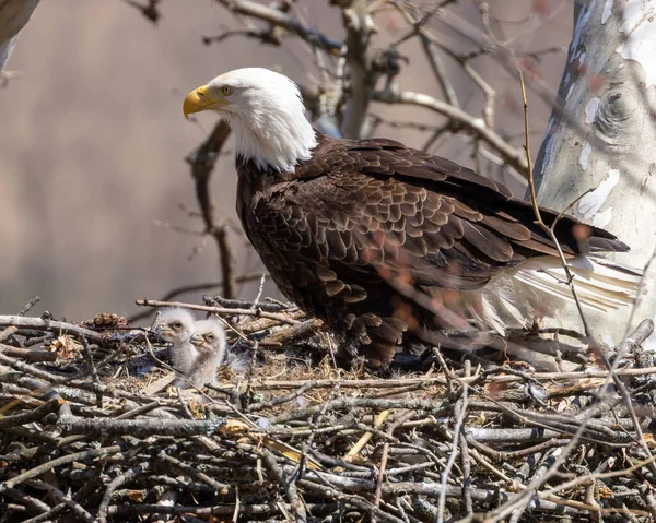 Bir kel kartal (Haliaeetus leucocephalus)