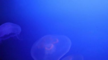 Charlotte, Kuzey Carolina 'daki Discovery Place akvaryumunda şeffaf denizanası hareketi
