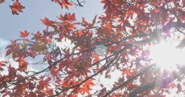 Japonya, Kyoto 'da Japon akçaağacı ya da Momiji olan güneşli bir park.