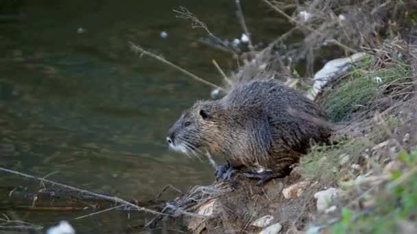 Een Coypu Myocastor Coypus Ook Wel Bekend Als Nutria Rivier — Stockvideo