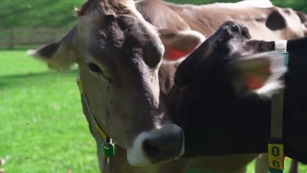 Carine Mucche Pascolo Prato Verde Alto Adige Italia Alpi — Video Stock