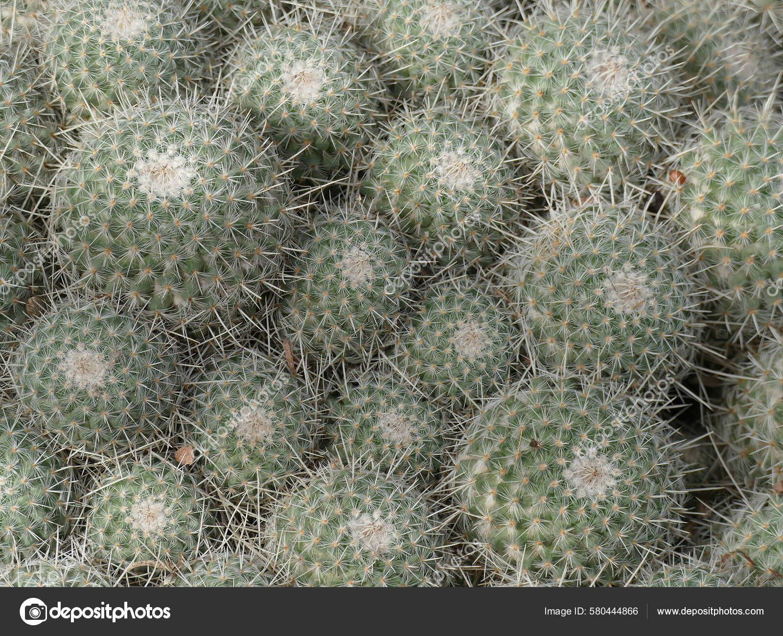 在一个阳光灿烂的日子里在仙人掌莫洛科花园拍摄到了一帧金丝雀妈妈的照片——图库图片© wirestock_creators #580444866