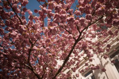 Şehirdeki güzel Sakura ağacının alçak açılı görüntüsü.