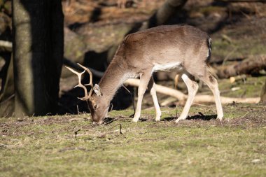Parktaki bulanık arka planda otlayan boynuzları olan sevimli bir geyiğin manzarası.