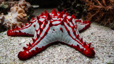 Red-knobbed Sea Star Protoreaster lincki seastar starfish clipart