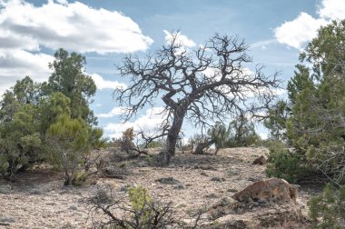 Çölde kuru bir ağaç Bulutlu bir gökyüzüne karşı