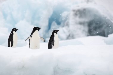 Üç Adelie pengueninin karlı bir arazide, bulutlu bir arka planda yakın plan çekimi.