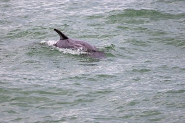 Bir yunusun sırtı seçici.
