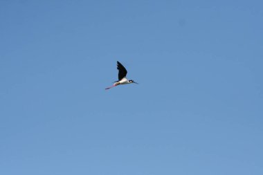 Mavi gökyüzünde uçan bir stilt