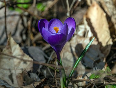 Menekşe safranının yakın çekimi.