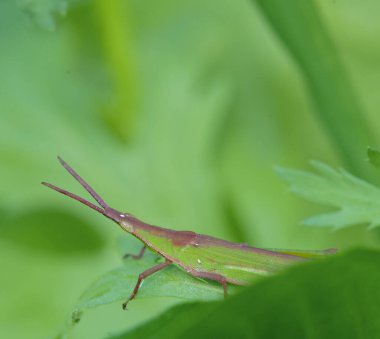 Yaprağın üzerindeki yeşil çekirgenin yakın çekimi.
