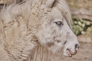 Beyaz bir midillinin yüzünün bulanık bir arka plana yakın plan çekimi.