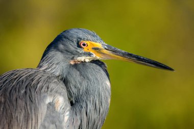 A closeup shot of a grey heron on the blurry background