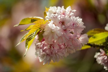 Güneşli bir günde arka planda bulanık bir bahçede kiraz çiçeklerinin sığ odak noktası.