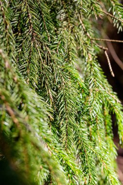 Güneş ışığı altında bir çam ağacının yakın çekimi.