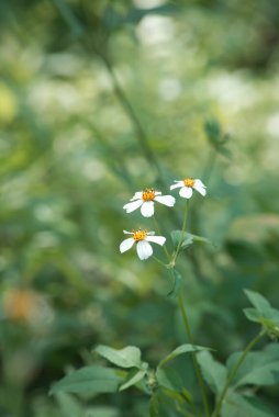 Bahçede yetişen yabani dilenci çiçeklerinin dikey sığ odağı