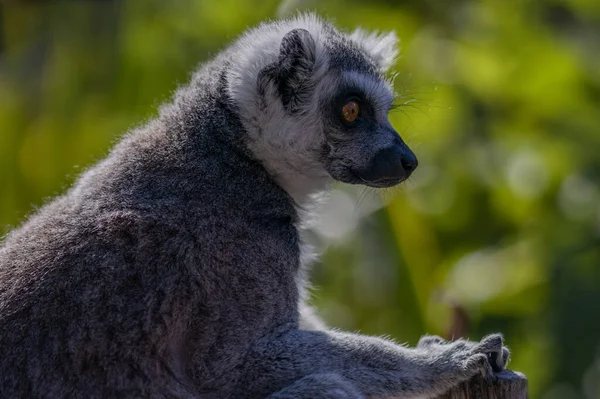 Closeup Shot Lemur Blurred Background — Stock Photo, Image