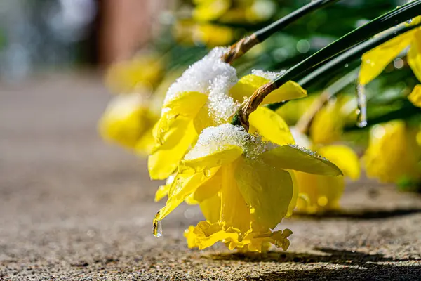 Żywe Kwiaty Rzepaku Topniejącym Śniegiem Słońcu — Zdjęcie stockowe