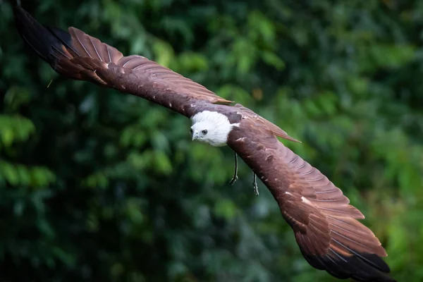 Close Shot Brahminy Kite Flying Wide Open Wings Blurred Background — Stock Photo, Image