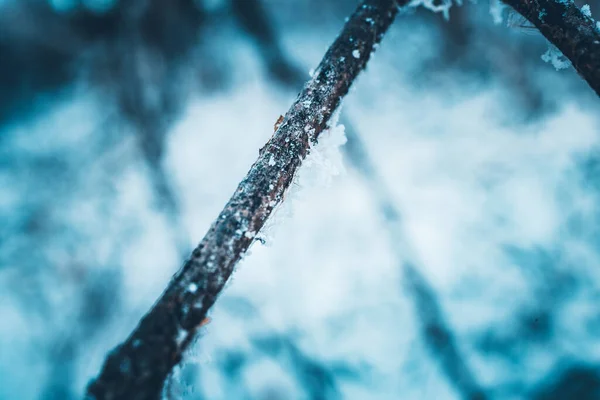 Donmuş Bir Ağaç Dalına Yakın Plan — Stok fotoğraf