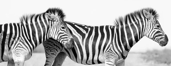 Graustufen Von Zwei Burchell Zebras Die Auf Einer Straße Stehen — Stockfoto