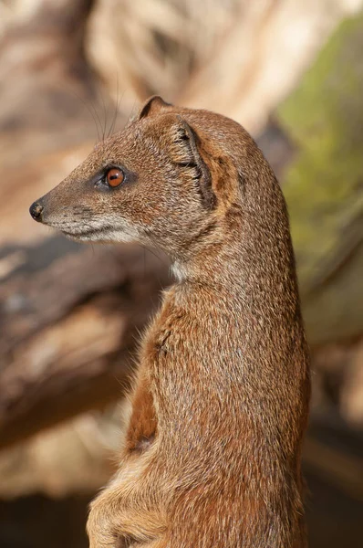 Een Verticaal Schot Van Een Gele Mongoolse Cynictis Penicillata — Stockfoto