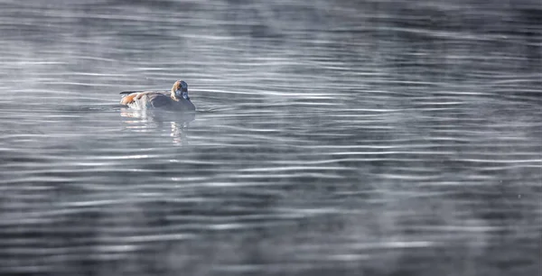 一个寒冷的冬天的早晨 日出后 雾气从池塘中升起 一只鸭子在雾中出现 拍出了这张神奇的照片 — 图库照片