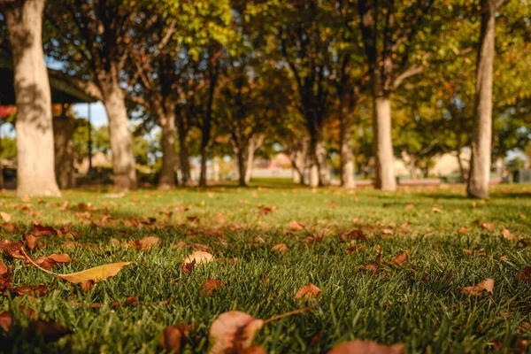 Vacker Utsikt Över Färgglada Torkade Blad Gräset Park — Stockfoto