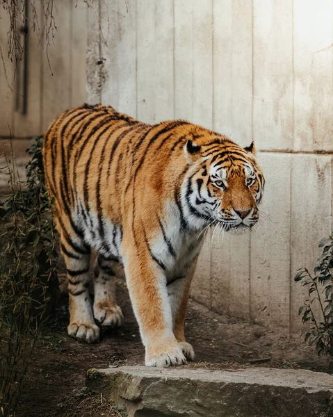 Primer Plano Vertical Majestuoso Tigre Rayas Anaranjadas Zoológico —  Fotos de Stock