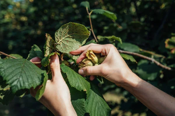 Harvesting English Cobnuts Variety Avellanas Nuts Kent United Kingdom Tiro —  Fotos de Stock