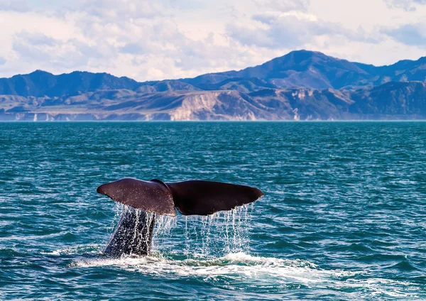 Beautiful Shot Whale Tail Water — Stock Photo, Image