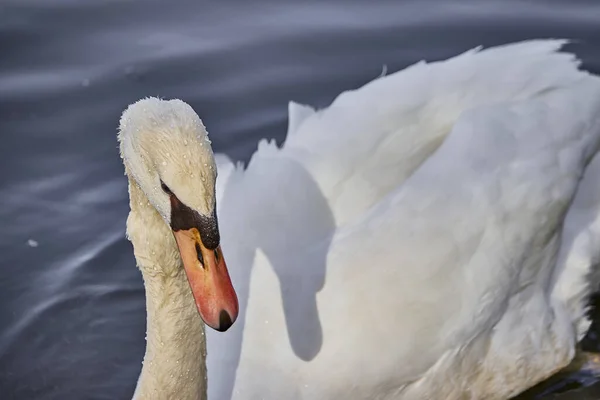 Primo Piano Bellissimo Cigno Bianco Che Nuota Nel Lago — Foto Stock