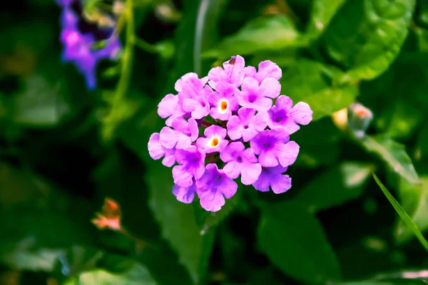 Close Lantana Flores Direita Crescendo Jardim — Fotografia de Stock