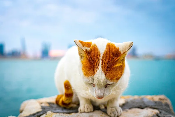 Gato Adorable Con Manchas Jengibre Mirando Hacia Abajo Sentado Una — Foto de Stock