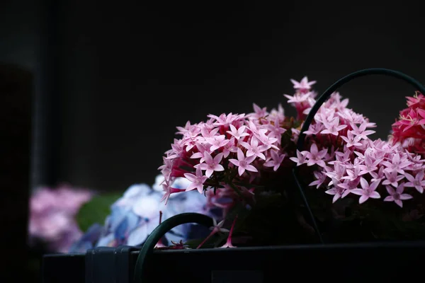 Una Hermosa Vista Las Plantas Rosadas Pentas Sobre Fondo Borroso —  Fotos de Stock