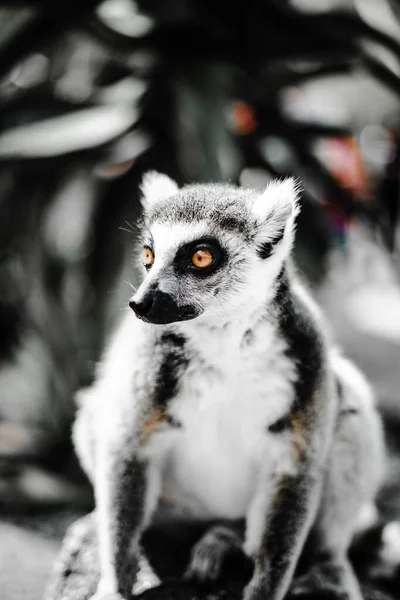 Eine Vertikale Aufnahme Eines Lemurs Mit Orangefarbenen Augen — Stockfoto