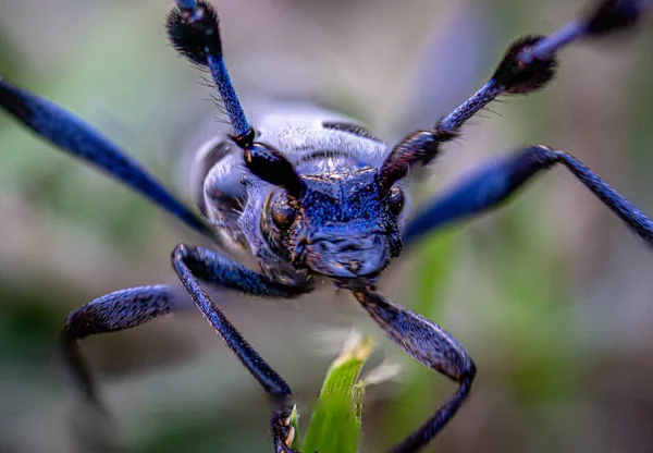 模糊背景下一只长角甲虫的特写镜头 — 图库照片