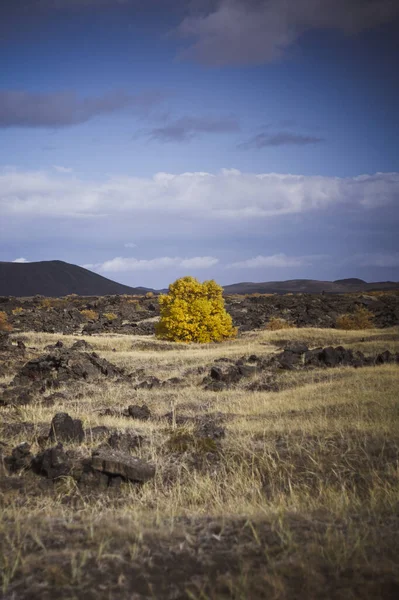 Захватывающий Вид Красивый Горный Пейзаж Одиноким Желтым Деревом Посередине — стоковое фото