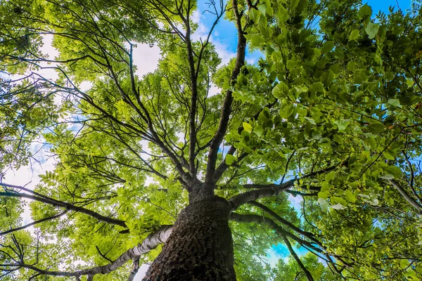 Tiro Ângulo Baixo Árvore Florescendo Montanha Sharr — Fotografia de Stock