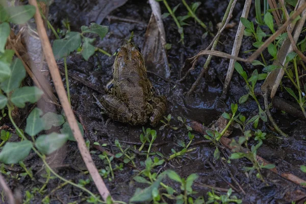 Žába Zezadu Stojící Mokré Zemi Mezi Rostlinami Divočině — Stock fotografie