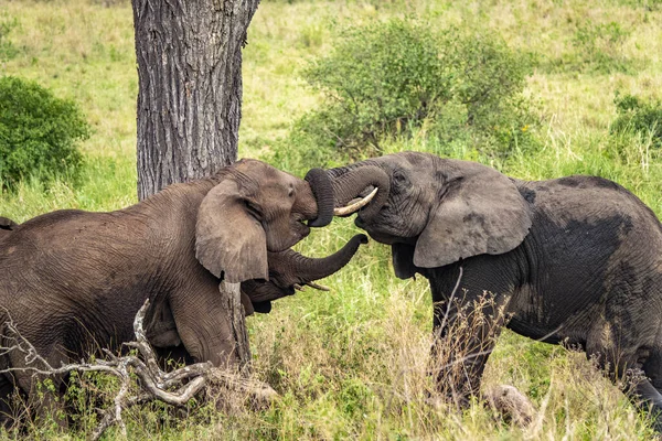 Dois Grandes Elefantes Tocando Com Seus Troncos Safari Parque Nacional — Fotografia de Stock